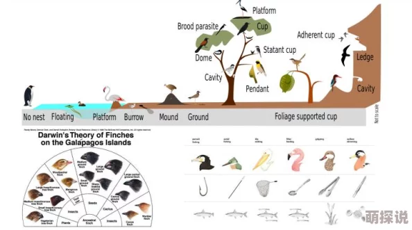 红桃视颏隐藏：新发现揭示其在生态系统中的重要作用与保护现状分析
