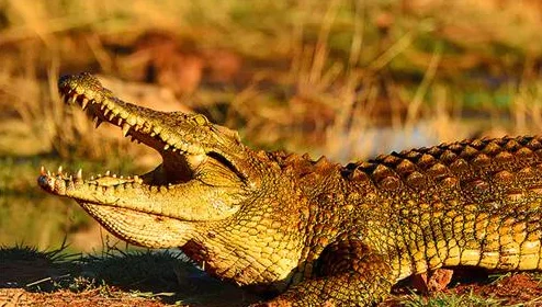 三角洲行动:探索鳄鱼刷新点,揭秘地图隐藏狩猎秘境 三角洲行动:探索鳄鱼刷新点,揭秘地图隐藏狩猎秘境