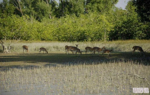 三角洲行动:探索鳄鱼刷新点,揭秘地图隐藏狩猎秘境 三角洲行动:探索鳄鱼刷新点,揭秘地图隐藏狩猎秘境