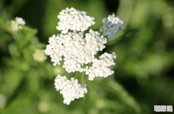 铜水好痛和铜水好深的区别:从情感层面、文化内涵到语言表达的多维解读与分析 铜水好痛和铜水好深的区别:从情感层面、文化内涵到语言表达的多维解读与分析