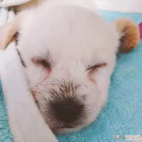 剑网3指尖江湖：小七缘分选择攻略，揭秘最佳搭配角色组合推荐