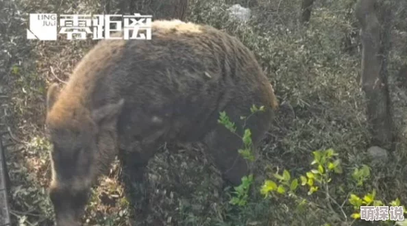 皇室战争新策略揭秘：野猪粉丝炮卡组引领双重进攻，消耗战再升级！