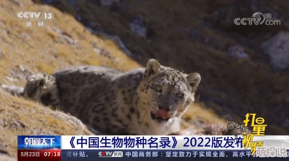 黑白又粗又黄的免费视频原来是指这种神奇动物