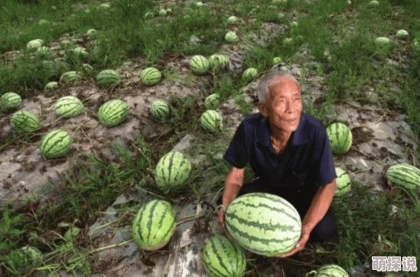 老李头瓜棚的艳遇全文老李头卖瓜发了财，艳遇对象竟是昔日初恋