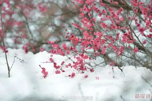 布衣真精华1234天中图库梅花红桃让我们在生活中绽放出自己的美丽与希望，共同迎接每一个新的挑战