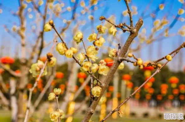 布衣真精华1234天中图库梅花红桃让我们在生活中绽放出自己的美丽与希望，共同迎接每一个新的挑战