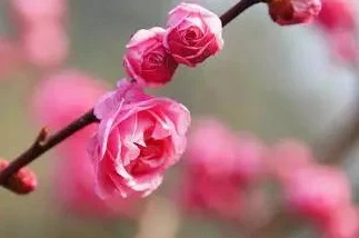 布衣真精华1234天中图库梅花红桃让我们在生活中绽放出自己的美丽与希望，共同迎接每一个新的挑战